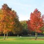 Liquidambar styraciflua ‘Lane Roberts’